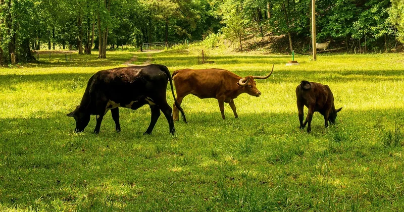 Le durcissement des seuils carbone : ce qui vous attend